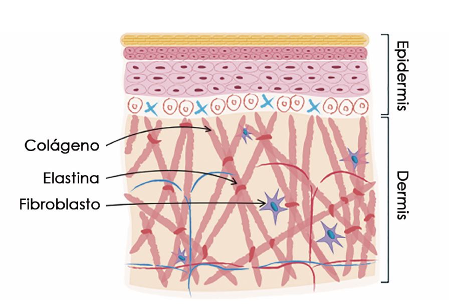 La Importancia Del Sueño En Nuestra Piel 2 Sueño