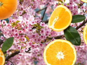 4 Vitaminas Para Tomar En Primavera 12 Que Vitaminas Puedo Tomar En Primavera