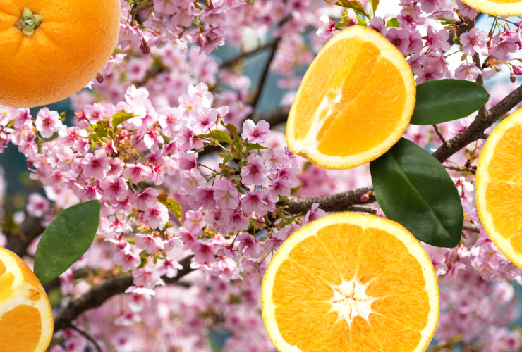 4 Vitaminas Para Tomar En Primavera 36 Que Vitaminas Puedo Tomar En Primavera