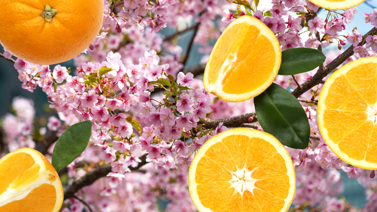 4 Vitaminas Para Tomar En Primavera 1 Que Vitaminas Puedo Tomar En Primavera